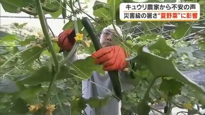 夏野菜の品質・収穫量が落ちる恐れ…県内最大キュウリの産地・久米南町では危険な暑さに不安の声【岡山】