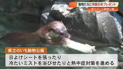 コツメカワウソもパクリ「のいち動物公園」で動物たちに好物入り“特製氷”プレゼント【高知】