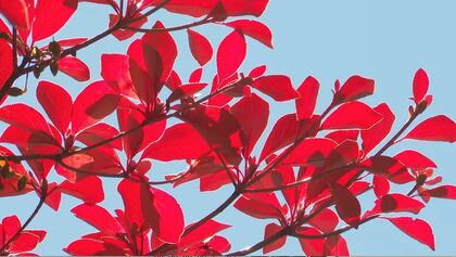 真っ赤で、きれい」鮮やかに輝く紅葉 「白駒池」で水辺の色づき進む