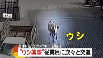 従業員に次々突進！“牛襲撃”の一部始終　逃げ回り転倒…間一髪で衝突免れる人も　トルコ