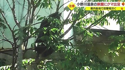 「クマが出た」小野川温泉の中心部に…体長80cm・従業員と目が合ったあと隣の宿に逃げ庭の木にのぼり眠る　県内各地で相次ぐクマ目撃【山形発】