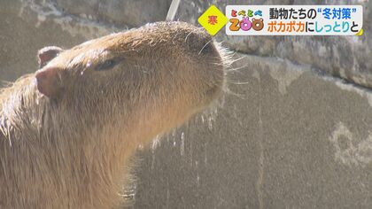 カピバラは温泉でポカポカ、ゾウはオイルで保湿ケア、オランウータンも…動物たちの冬対策【愛媛発】