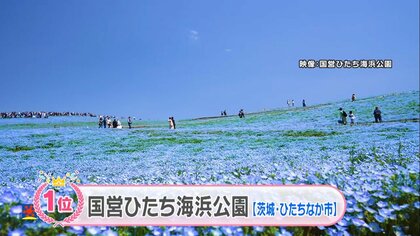 ネモフィラやチューリップが満開！　一面に春の花…全国の「花畑」じゃらんが選ぶ人気TOP5