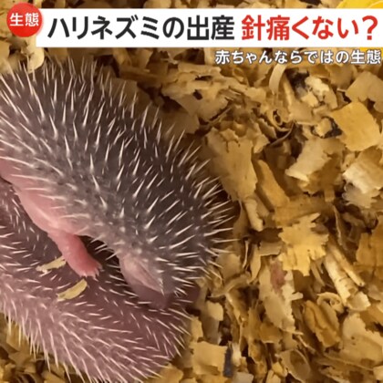 【ハリネズミの赤ちゃん】生後4時間でも背中にトゲトゲ「出産時お母さん痛くないの？」→「針が寝ているため大丈夫」　群馬・草津熱帯園