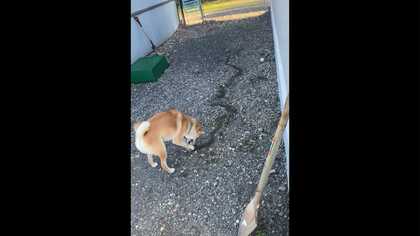 “魔法陣”が出来上がることも！？石で地面に何かを描く柴犬がまるで“画伯”…どんな時に描き始めるのか飼い主に聞いた