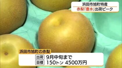 秋の味覚を全国へ！浜田市特産の赤梨「豊水」出荷最盛期　少雨で小玉傾向も糖度高く甘さ十分の仕上がりに