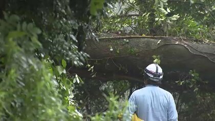 倒木の原因はシロアリによる腐朽か　高さ20メートルの木が倒れ道路ふさぐ　約10時間にわたり通行止め　福岡市