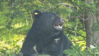 クマが畑脇のわなにかかる…麻酔で眠らせ山に返す 県内では出没相次ぐ