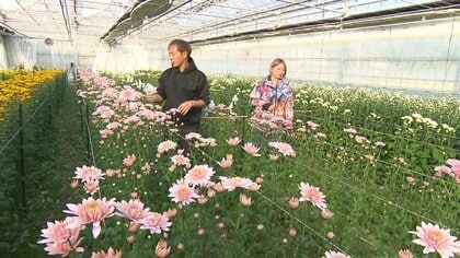 菊の花をカラフルに染め上げる「カラーリングマム」4割の規格外廃棄せ