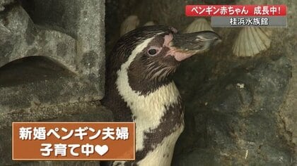 まさに奇跡的…「フンボルトペンギン」赤ちゃん誕生 人工飼育に頼らず