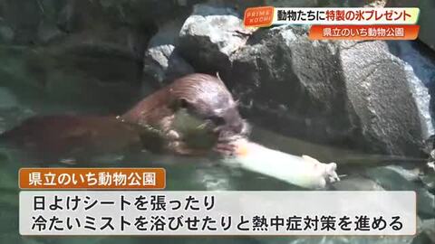 コツメカワウソもパクリ「のいち動物公園」で動物たちに好物入り“特製氷”プレゼント【高知】