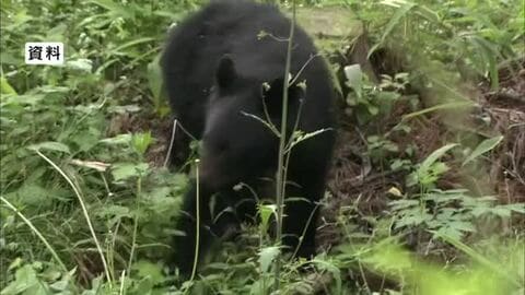 約20年ぶりクマ狩猟を東京都が解禁へ　春以降に目撃相次ぎ襲われた可能性ある遺体も　2027年度から　