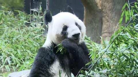 双子パンダが中国に向け出国　成田空港周辺に多くのファン