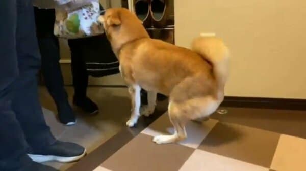 しっぽ取れちゃうよ 家族の帰りを全身で歓迎する柴犬が可愛い 何があったの 飼い主に聞いた