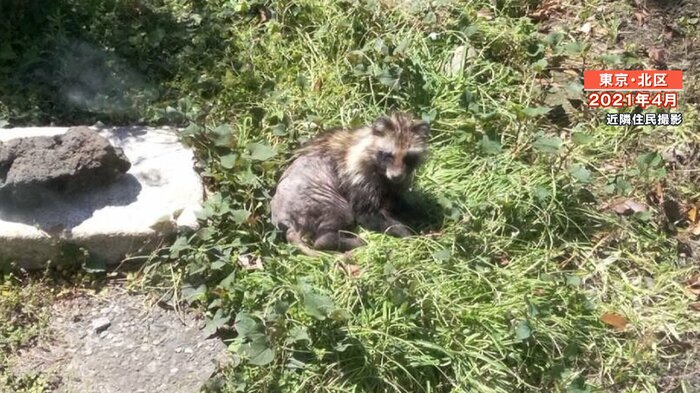 野生動物がすみ着く? 2021年4月近隣住民撮影