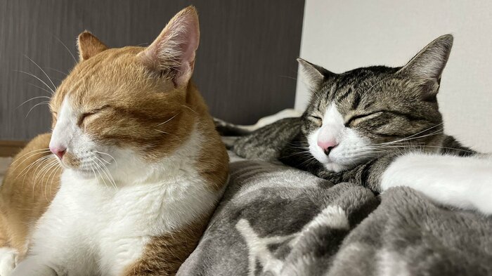 普段は一緒に寝たりしているという