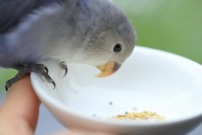 鳥は半日の絶食で命を落とすこともある(画像はイメージ)