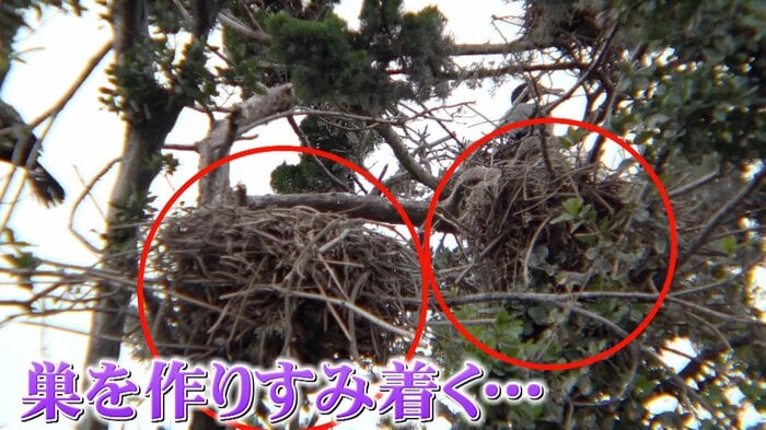 巣を作りすみ着くカワウ