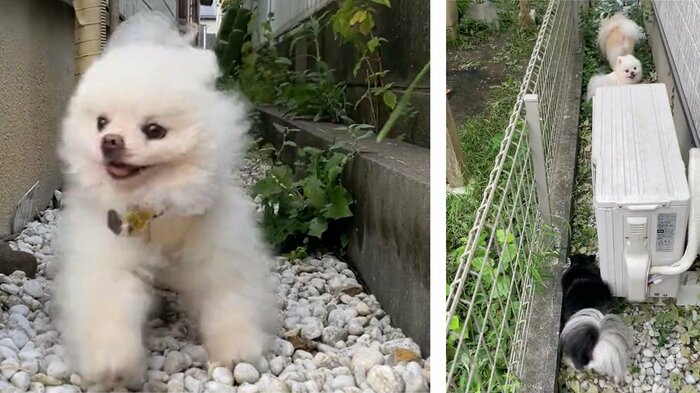普段はしんくんだけ走り回っているが(左)、3匹一緒に遊んでいたという