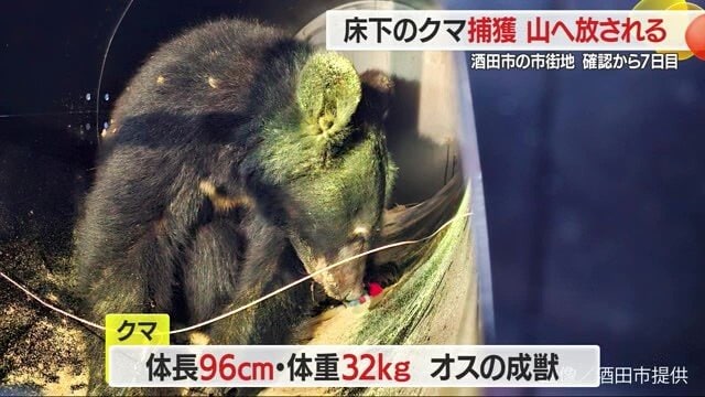 麻酔を打ち眠らせたうえで運び出し、山に放された