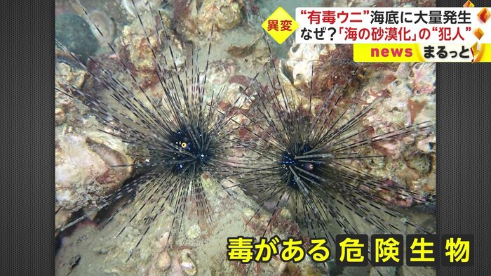 富山の海岸にほど近い場所で、大量発生している「ガンガゼ類」
