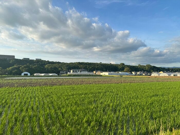 熊本空港に向かう途中、美しい田園風景が広がっていた