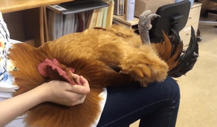 あおむけでぐっすり寝ているコッコちゃん