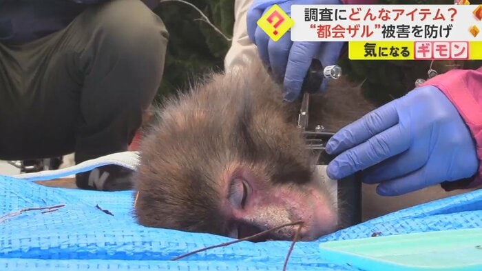 サルの首にGPSを装着