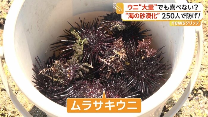 人々が黙々と取っていたムラサキウニ