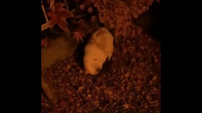 鼻も使って掘り進めるレオくん