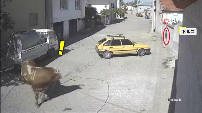 暴れ牛と目があってしまった人