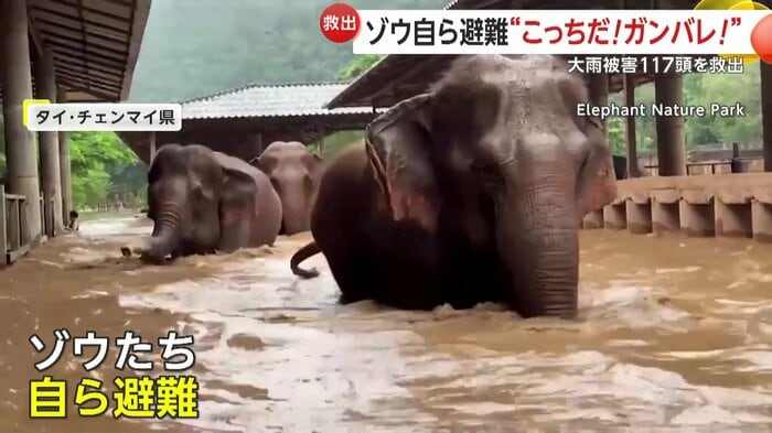 水から逃れるために移動するゾウたち