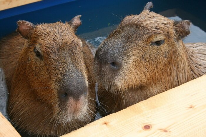 湯田温泉の湯につかるカピバラ(提供:山口大学共同獣医学部 木村透教授)