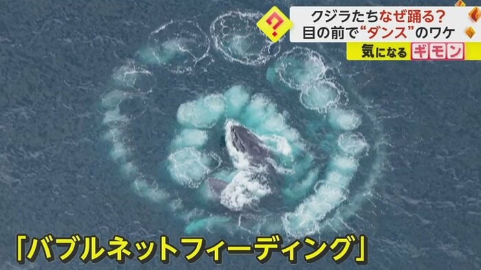 泡の中心から顔を出す。ザトウクジラの狩りの方法だった
