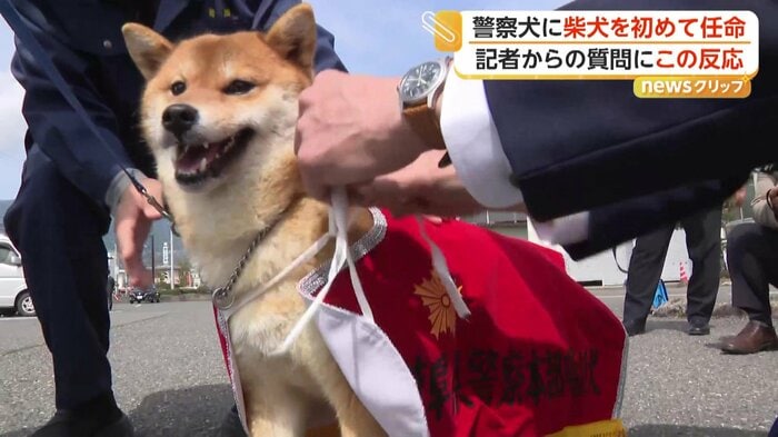 警察犬のガウンを着せられるつぶ