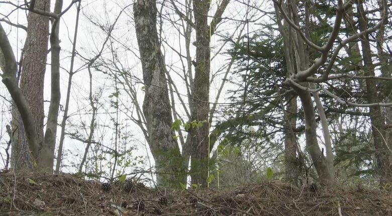 軽井沢の別荘地で男女2人が死亡　伐採中に木が落下…「これはただごとじゃない」長さ約1ｍ60cm・太さ約90cmの木に当たったか｜FNNプライムオンライン