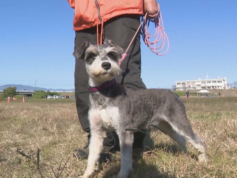 シェパードなどの中に小型犬の姿…嘱託警察犬の審査会にミニチュアシュナウザーや柴犬が挑戦 見事に課題をクリア｜FNNプライムオンライン