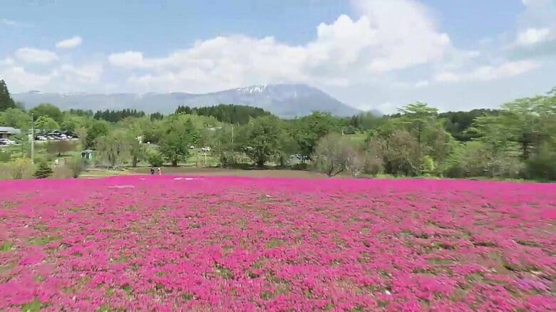 シバザクラが満開 “岩手山と共演”　約6000坪の敷地に5万株　岩手・雫石町｜FNNプライムオンライン