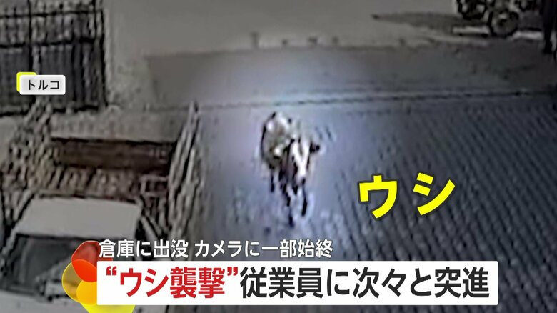 従業員に次々突進！“牛襲撃”の一部始終　逃げ回り転倒…間一髪で衝突免れる人も　トルコ｜FNNプライムオンライン