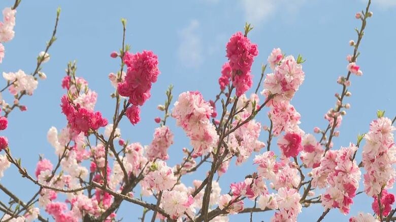 濃淡鮮やかなピンクや白　5月6日まで「花桃まつり」　約5000本が咲きそろう　長野・阿智村｜FNNプライムオンライン