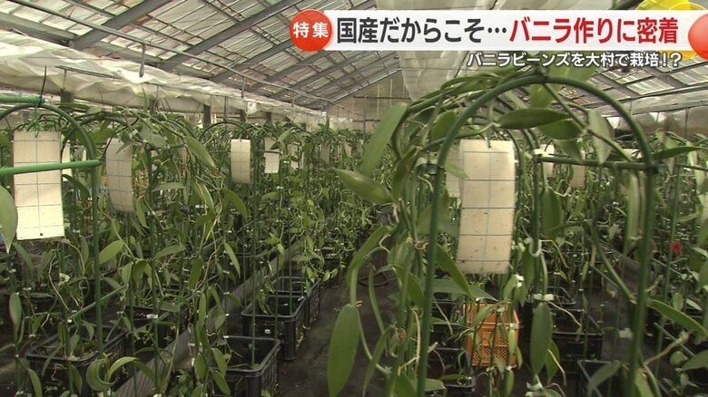 長崎県大村市の農園で栽培