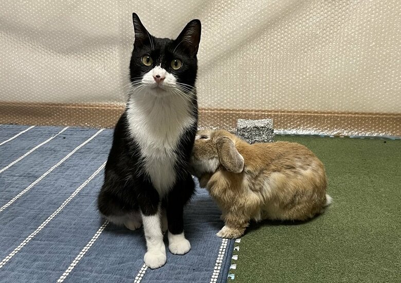 ビビくん（ハチワレ猫）のにおいを嗅ぐきなおくん