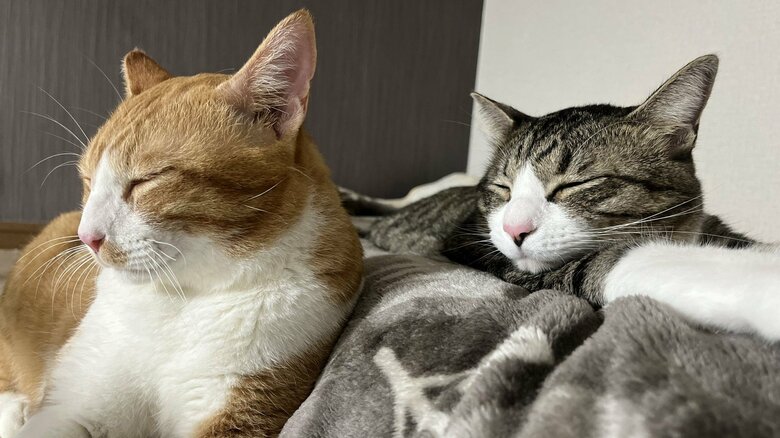 普段は一緒に寝たりしているという