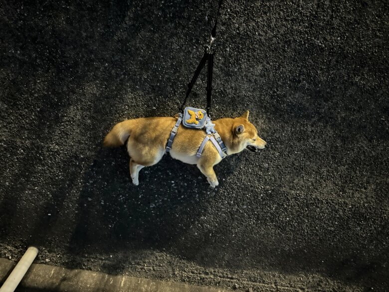 提供：わさび一族さん