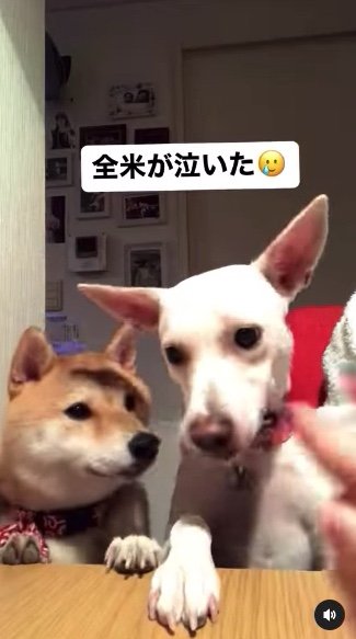 提供：柴犬ハル&雑種すずさん