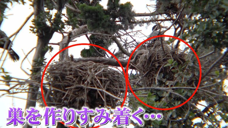 巣を作りすみ着くカワウ