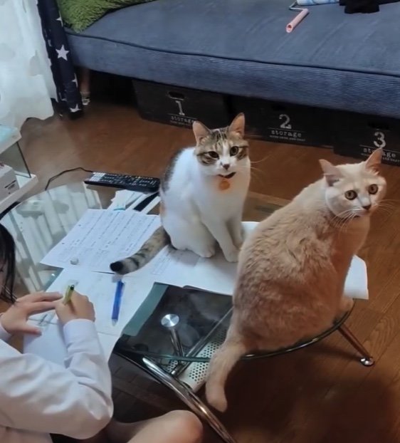 左：テンちゃん　右：ナナちゃん（提供：nyaokoさん）