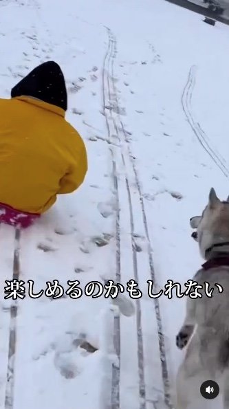 提供：ハスキーいちみちゃんと田舎暮らしさん