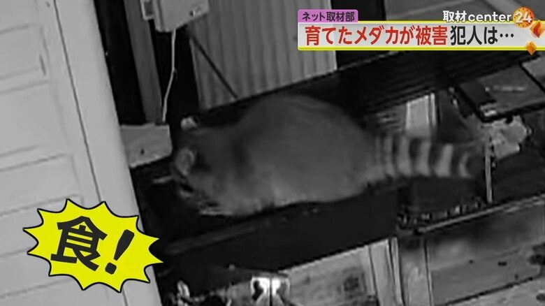 （FNN投稿サイト「ビデオPost」）