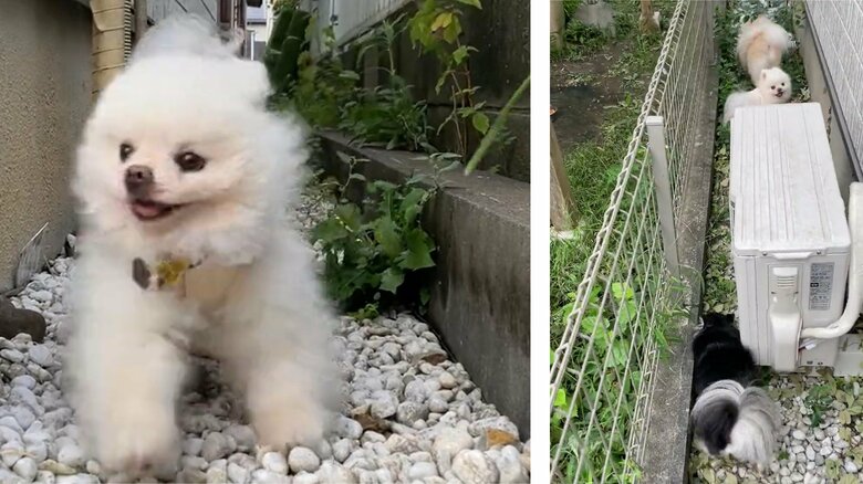 普段はしんくんだけ走り回っているが（左）、3匹一緒に遊んでいたという